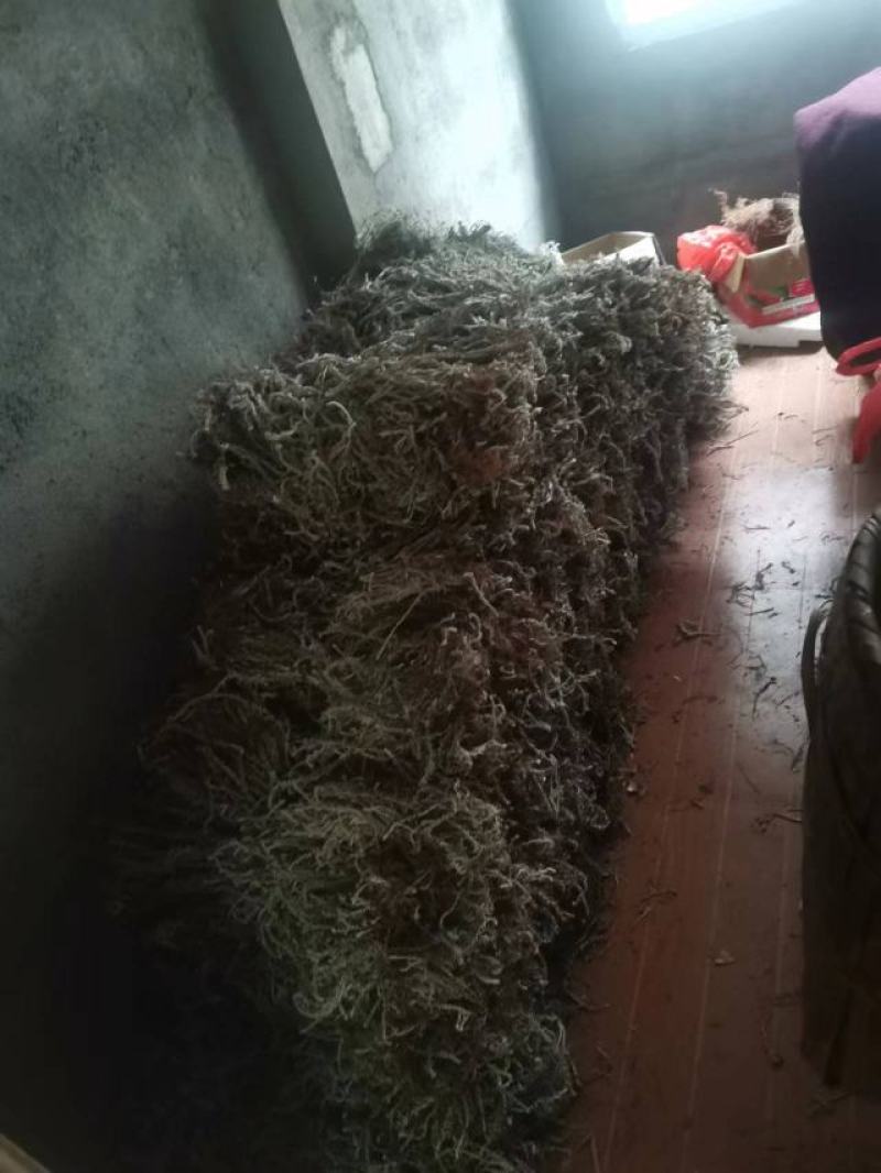 鹿茸草产新货，要的速度，联系，速度，速度，速度，速度