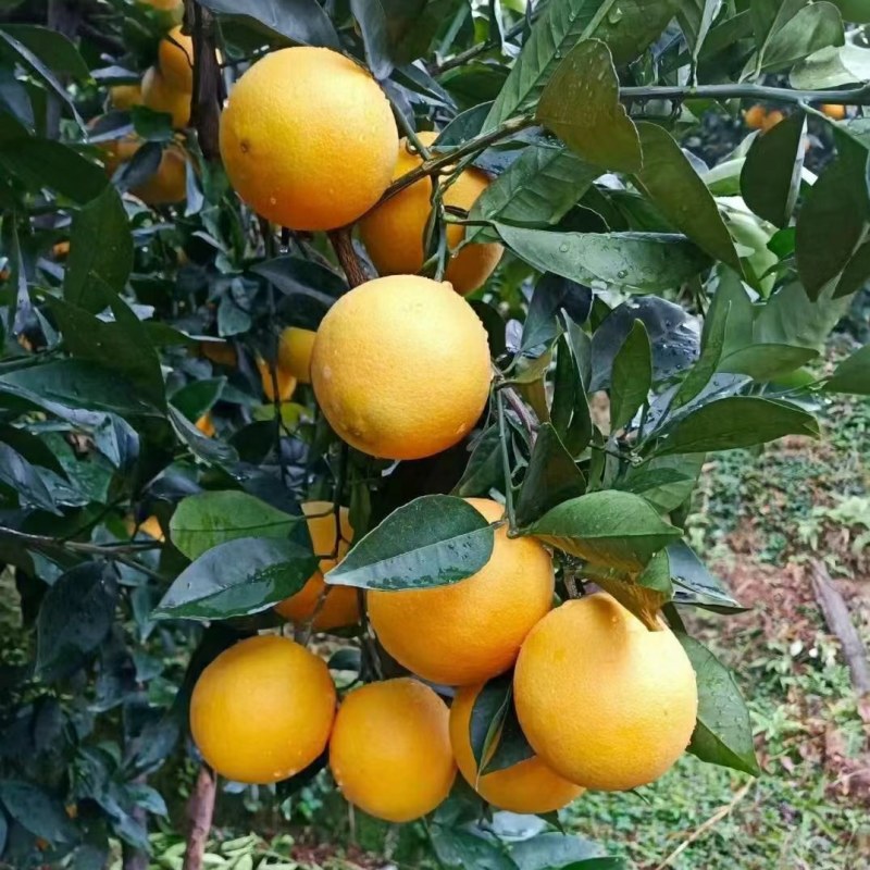 赣南脐橙
