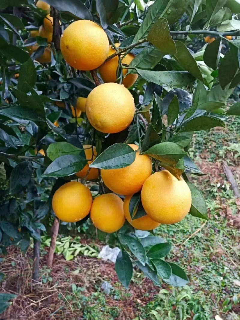 赣南脐橙