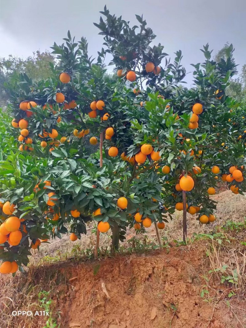 赣南脐橙