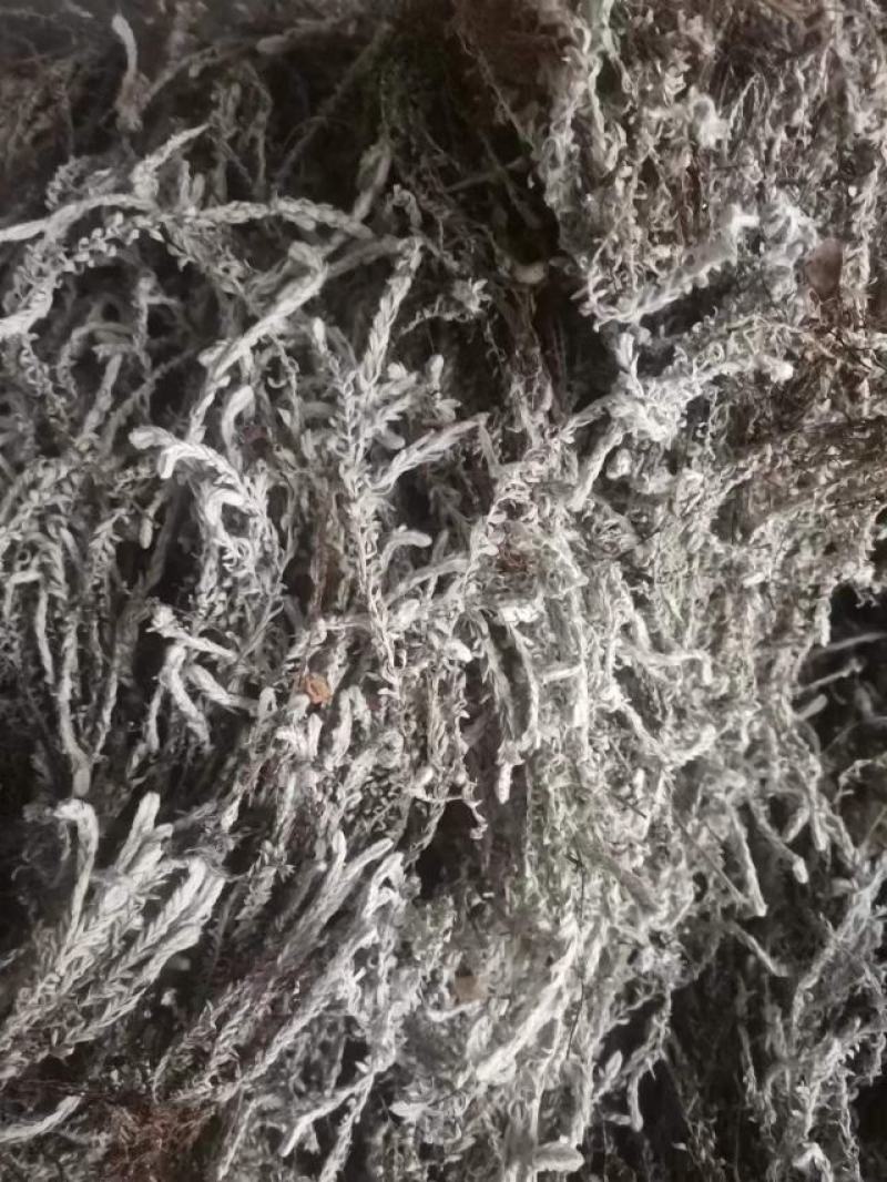 鹿茸草产新货，要的速度，联系，速度，速度，速度，速度