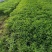 上海蔬菜基地一手货源，寻找上海本地做配送精装……长期合作