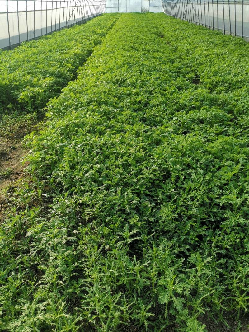 上海蔬菜基地一手货源，寻找上海本地做配送精装……长期合作
