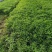 上海蔬菜基地一手货源，寻找上海本地做配送精装……长期合作