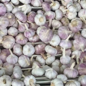 精品大蒜邳州大蒜紫皮蒜产地一手货源品质保证实力代办