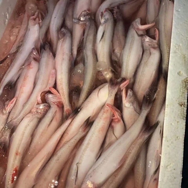 九头鱼，豆腐鱼，仙鱼，