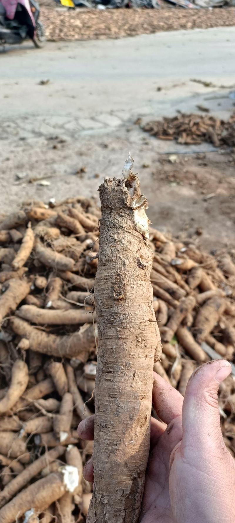 玄参苗