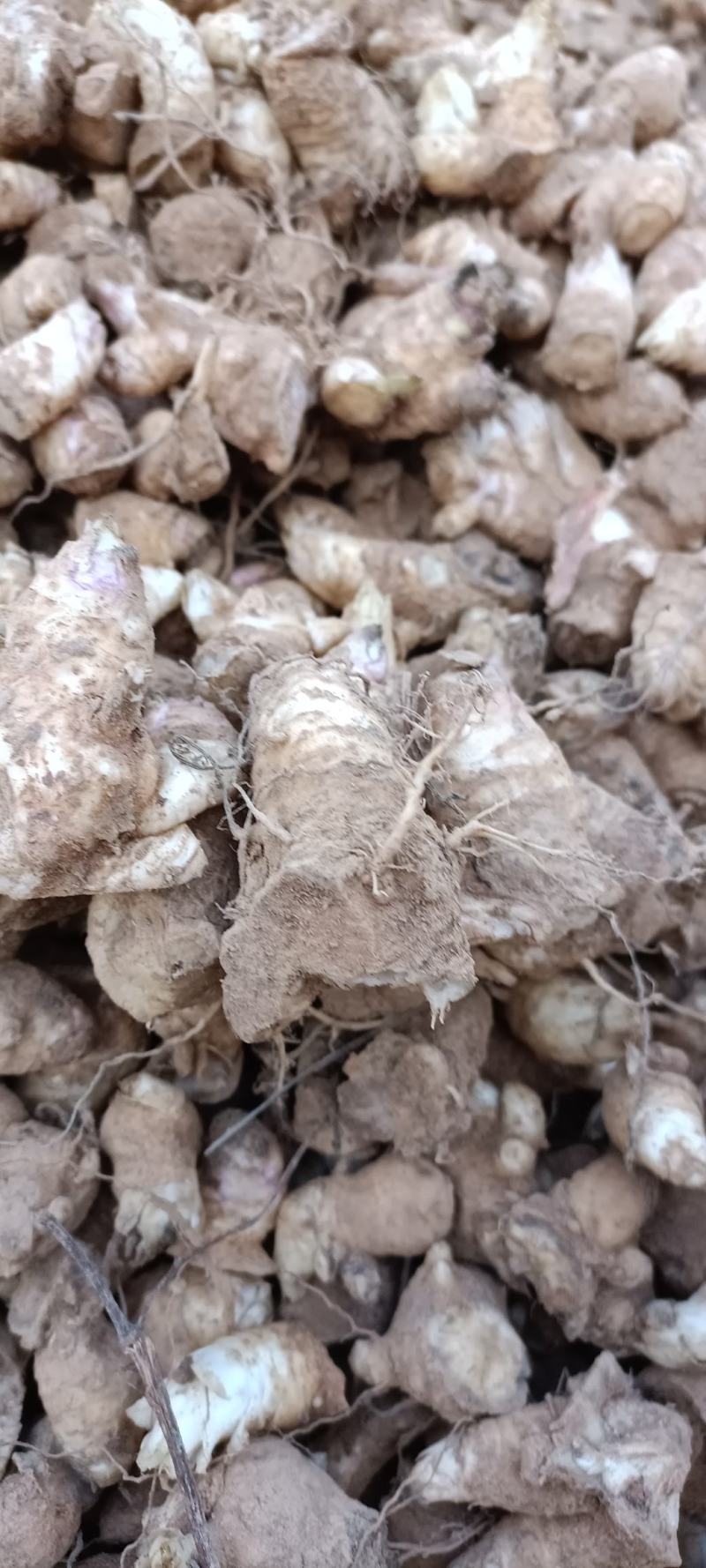 玄参苗