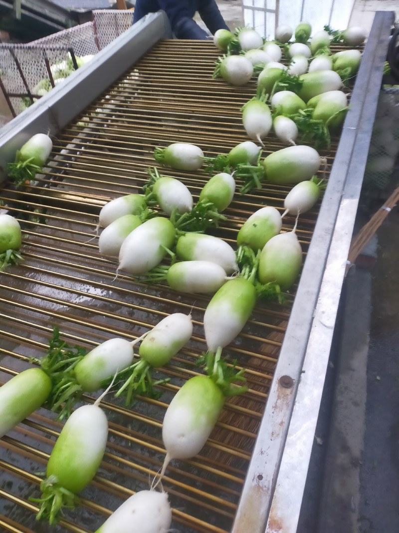 青头萝卜