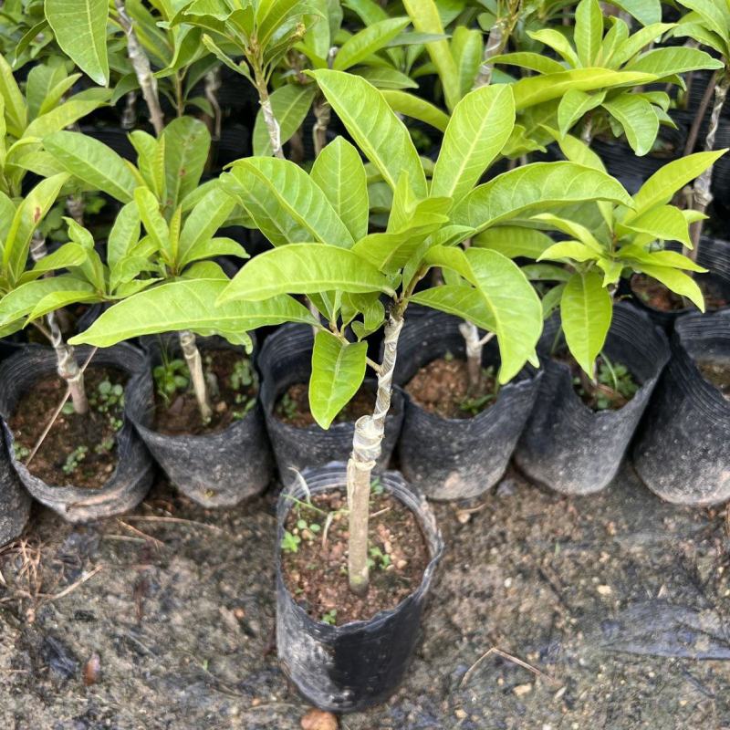 正宗四季蛋黄果苗耀堂仙桃嫁接苗广东发货四季开花结果
