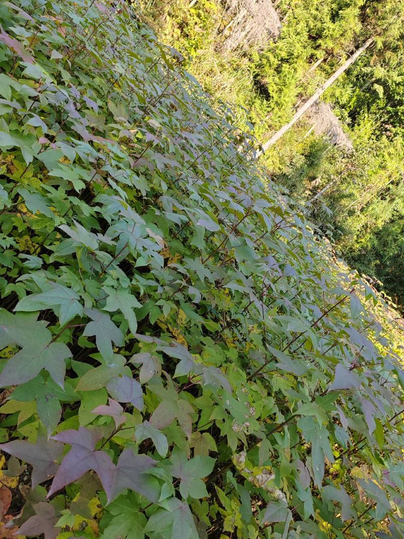湖北优质枫香树苗库存充足量大从优欢迎老板前来选购