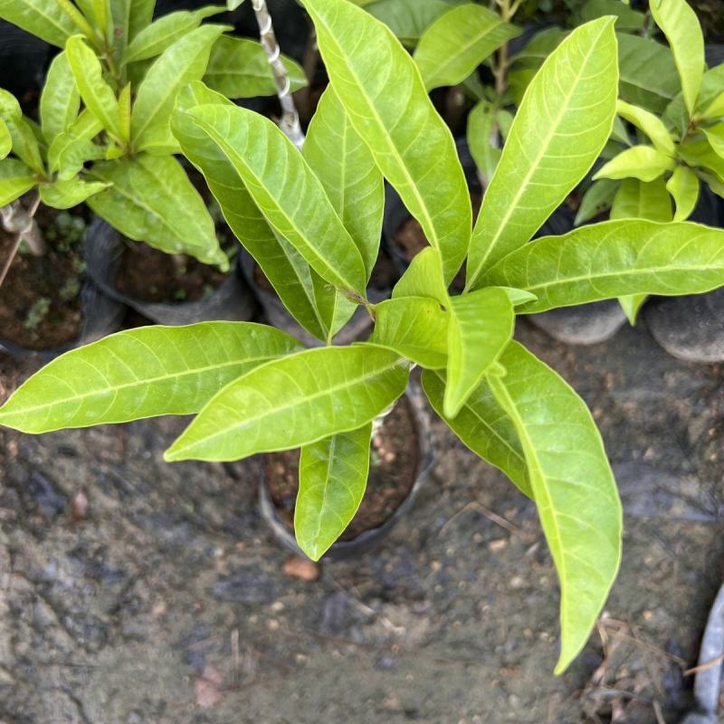 正宗四季蛋黄果苗耀堂仙桃嫁接苗广东发货四季开花结果