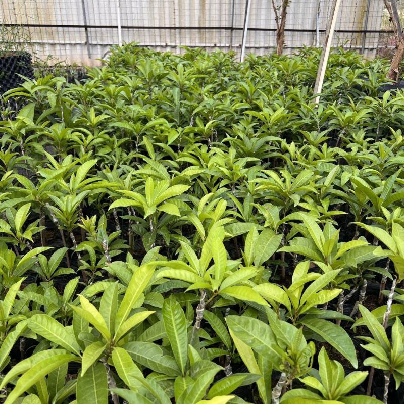 正宗四季蛋黄果苗耀堂仙桃嫁接苗广东发货四季开花结果