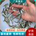 【优质】加州鲈鱼苗，优鲈3号，已经训料，大口黑鲈鱼苗