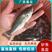 【优质】加州鲈鱼苗，优鲈3号，已经训料，大口黑鲈鱼苗
