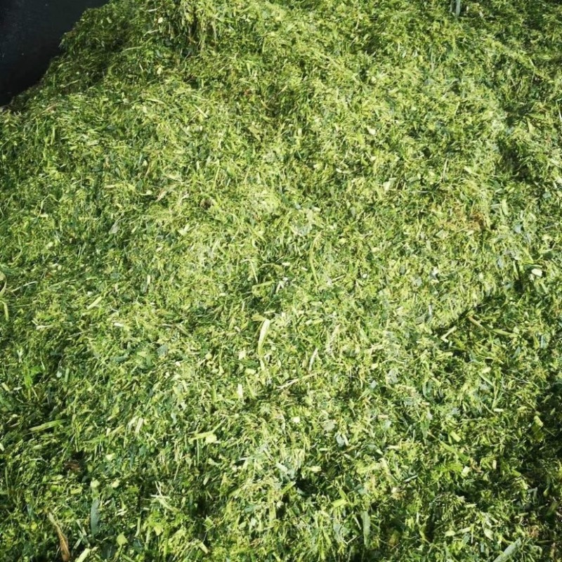 青贮玉米秸秆，原产地直发，