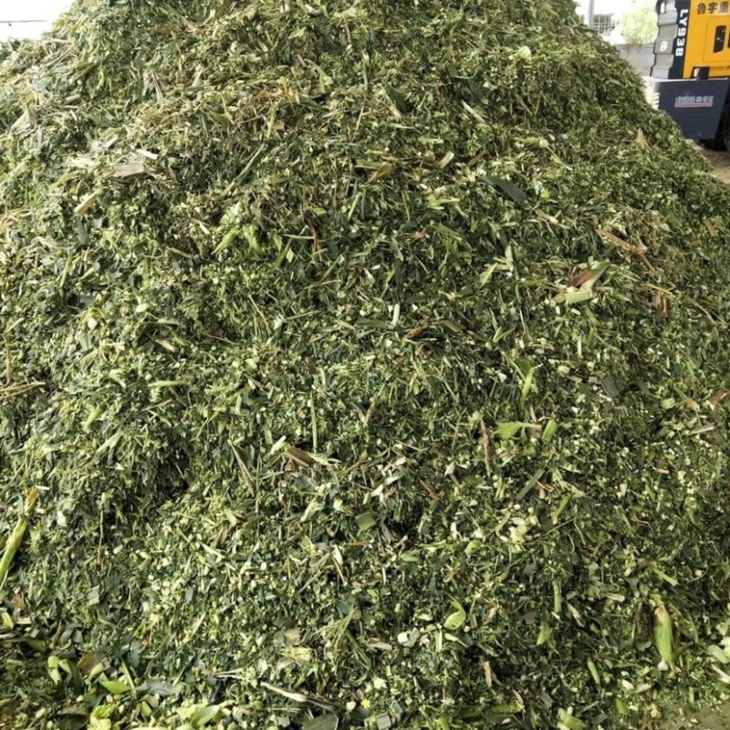 青贮玉米秸秆，原产地直发，
