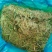 青贮玉米秸秆，原产地直发，
