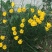 围裙水仙种球水仙花球庭院阳台花园盆栽多年生植物年花