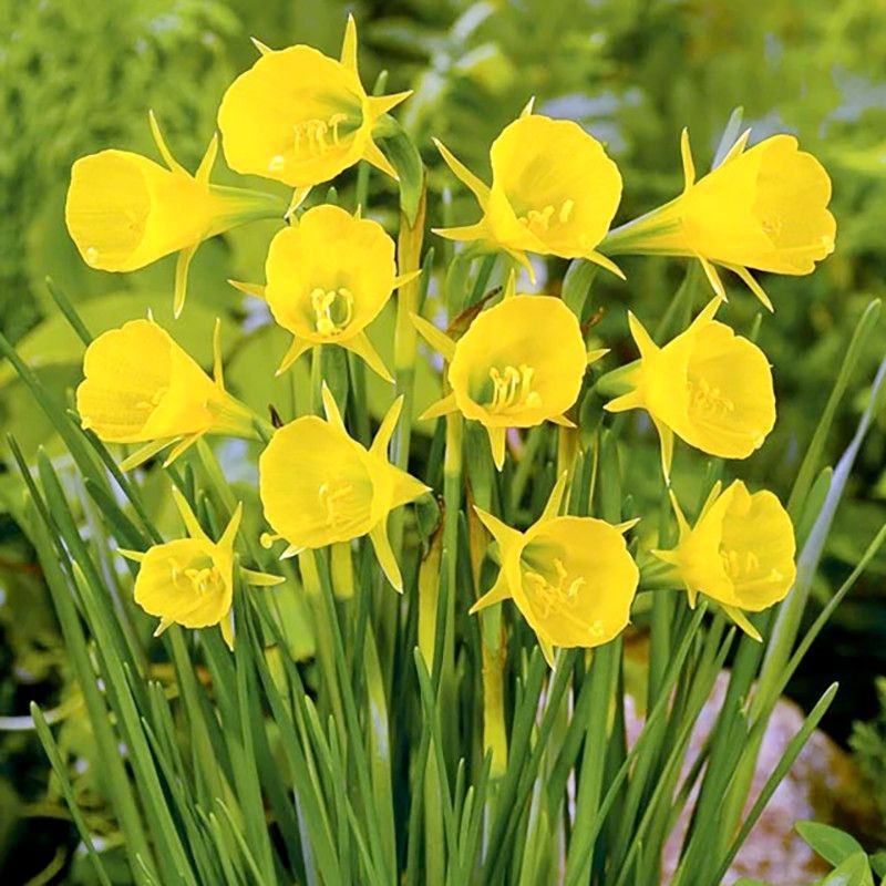 围裙水仙种球水仙花球庭院阳台花园盆栽多年生植物年花