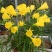 围裙水仙种球水仙花球庭院阳台花园盆栽多年生植物年花