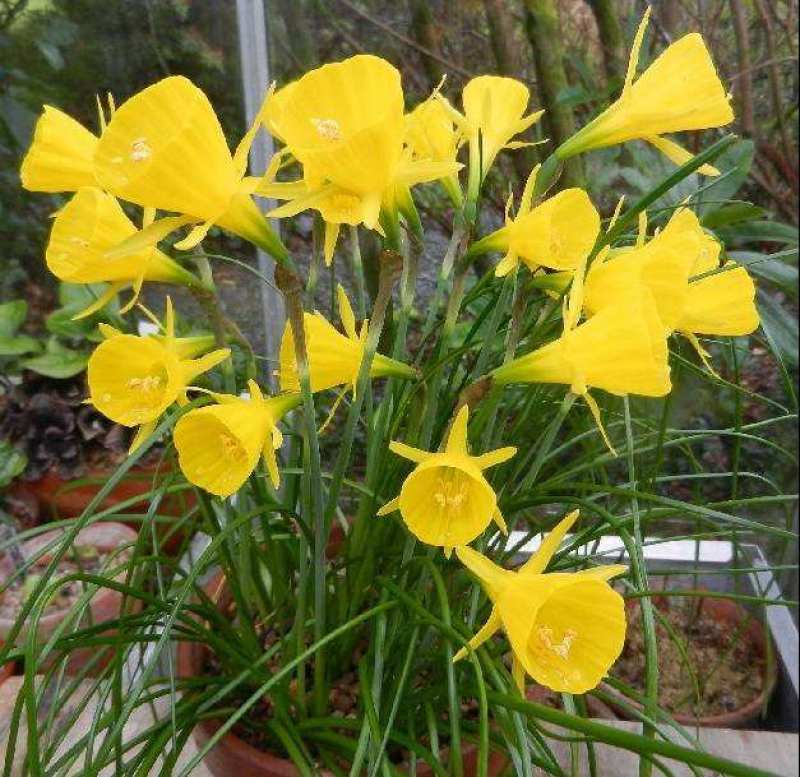 围裙水仙种球水仙花球庭院阳台花园盆栽多年生植物年花