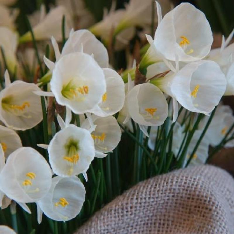 围裙水仙种球水仙花球庭院阳台花园盆栽多年生植物年花