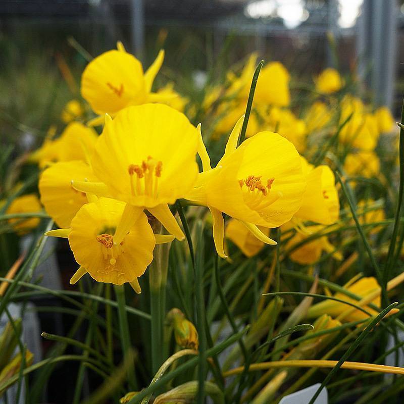 围裙水仙种球水仙花球庭院阳台花园盆栽多年生植物年花