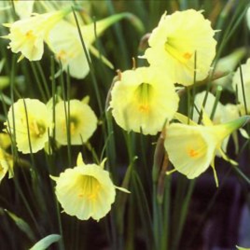 围裙水仙种球水仙花球庭院阳台花园盆栽多年生植物年花