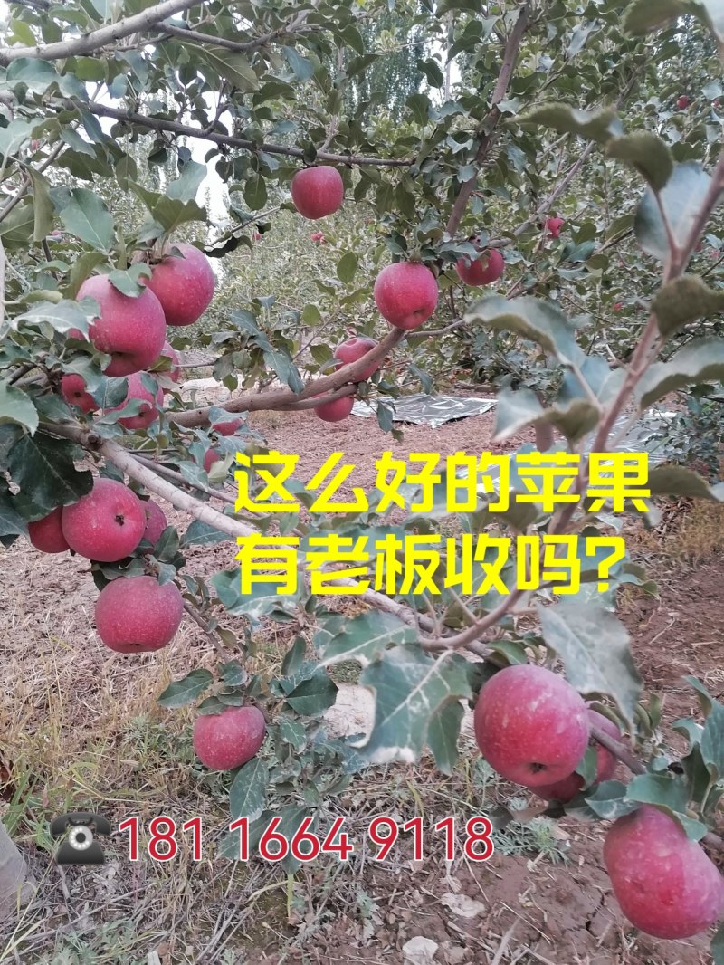 阿克苏冰糖心红富士，原生态种植，施用农家肥，天山雪水灌溉
