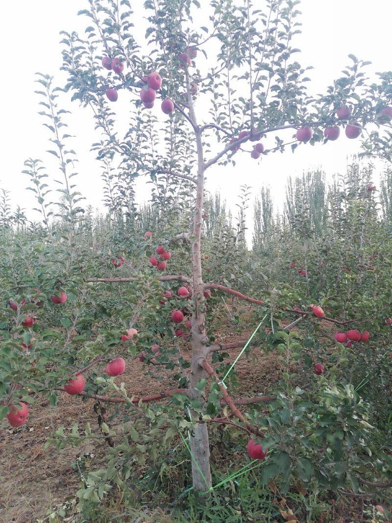 阿克苏冰糖心红富士，原生态种植，施用农家肥，天山雪水灌溉