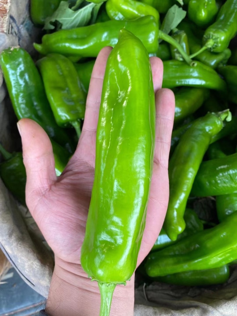 渭南华州区二炮辣子大量供应中货源充足可以随时视频看货