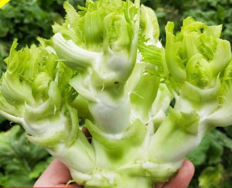 今年自家种了一百亩儿菜，质量有保证，量大可以优惠