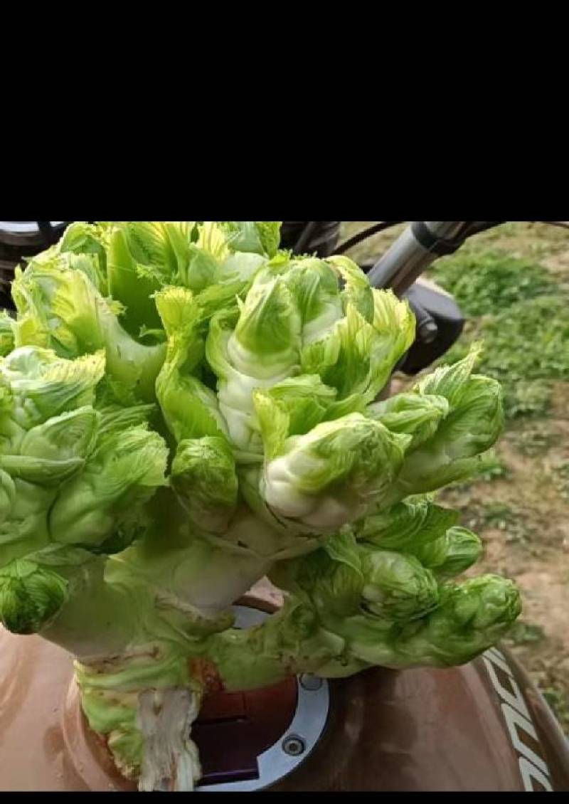 今年自家种了一百亩儿菜，质量有保证，量大可以优惠