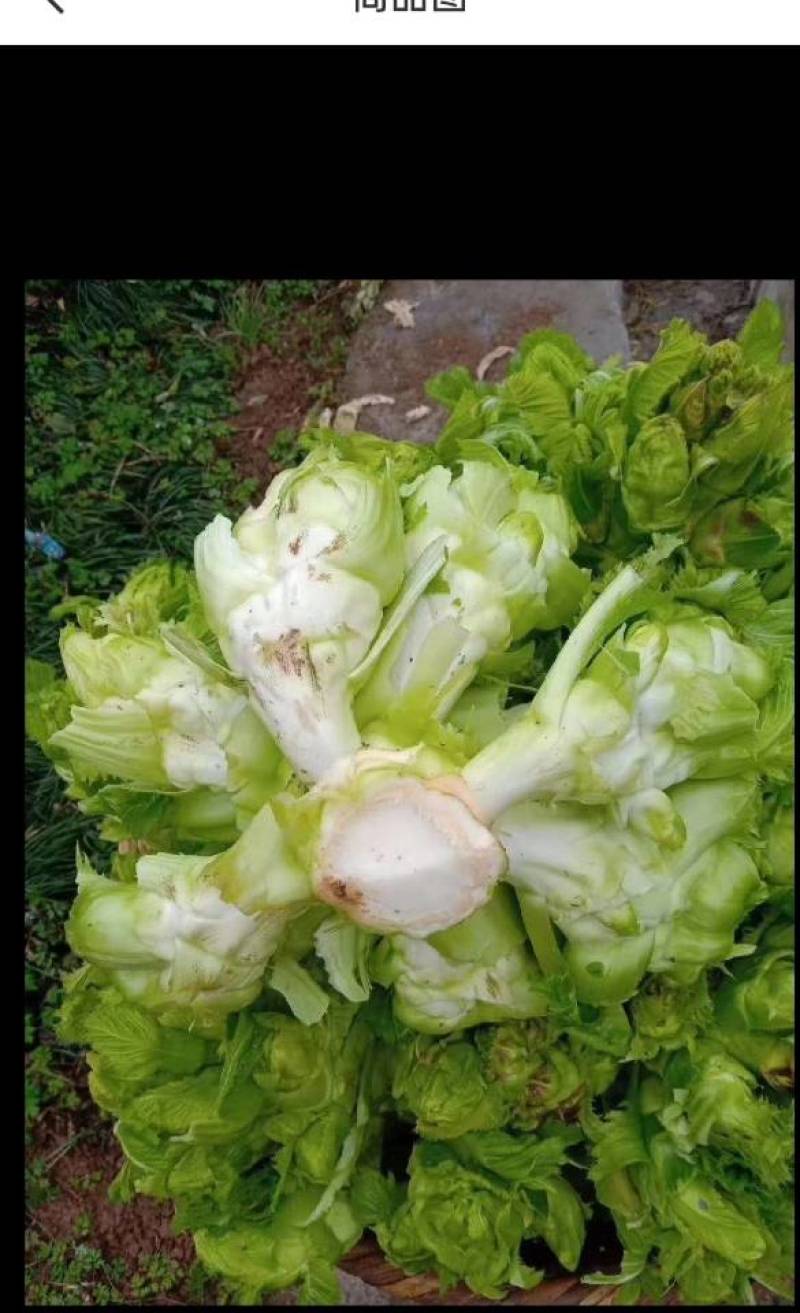 今年自家种了一百亩儿菜，质量有保证，量大可以优惠