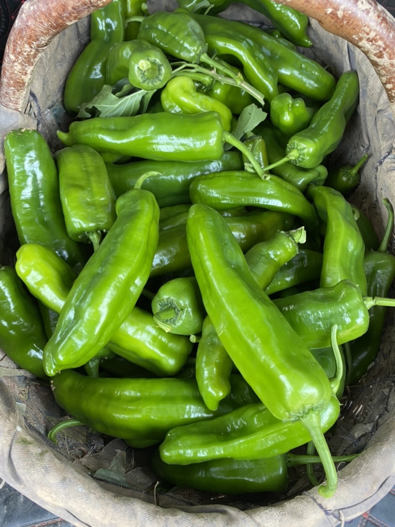 渭南华州区二炮辣子大量供应中货源充足可以随时视频看货