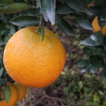 金堂脐橙🍊果大形正，光洁美观，果皮光滑，细腻,