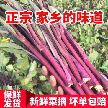 红菜苔。产地一手货源，无中间商，支持发货，欢迎订购