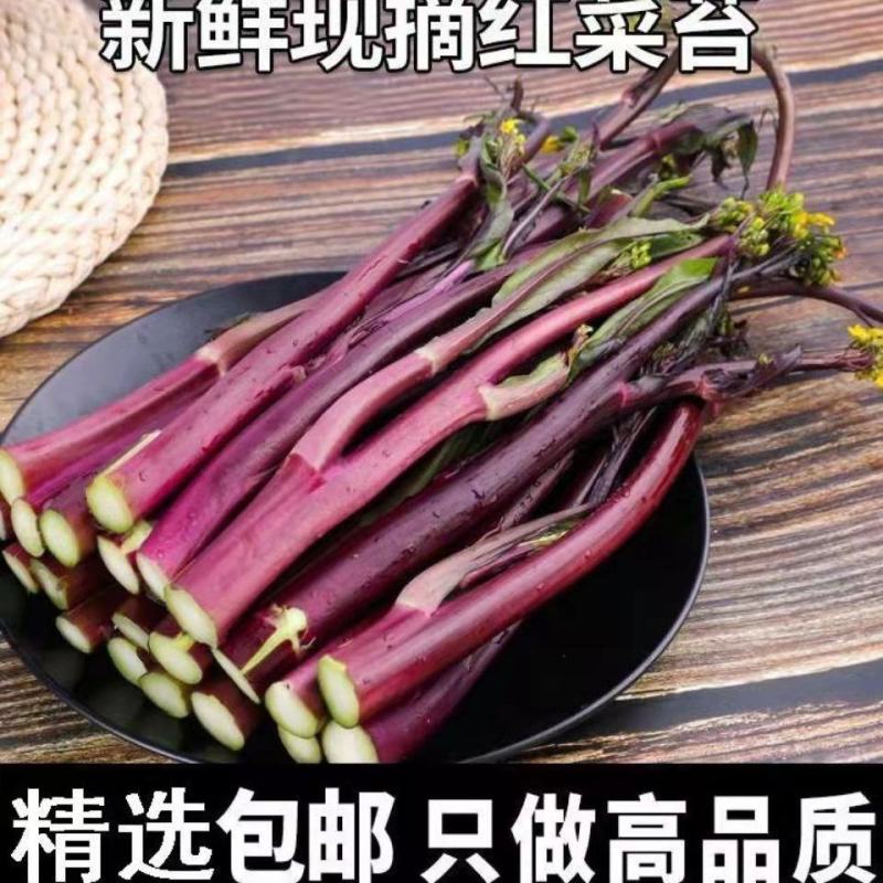 红菜苔。产地一手货源，无中间商，支持发货，欢迎订购