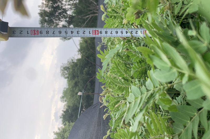 红绒球