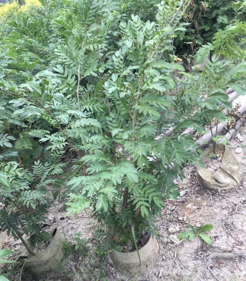 红绒球