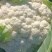 白面青梗菜花小米粒松花菜，货源充足，保质保量，欢迎来电