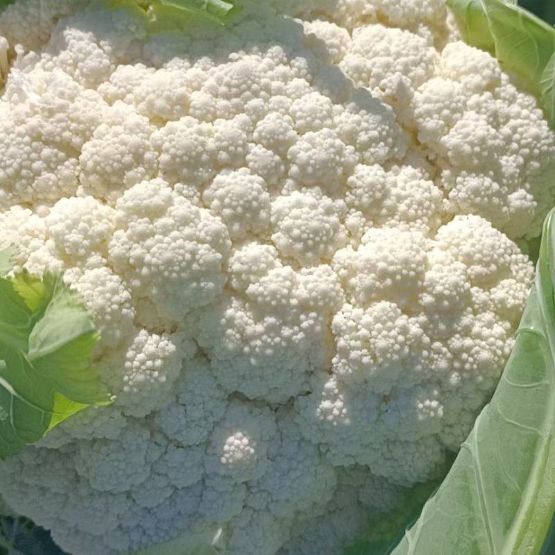 白面青梗菜花小米粒松花菜，货源充足，保质保量，欢迎来电