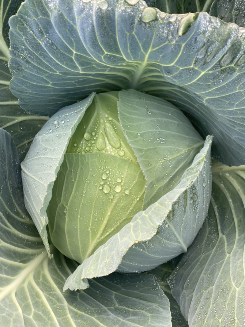 【扁包菜】湖北扁包菜，一手货源，质量保证，全国发货