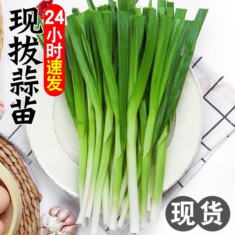 蒜苗红根蒜苗四季蒜苗产地看货论价一首货源