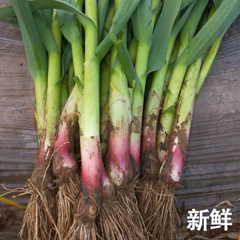 蒜苗红根蒜苗四季蒜苗产地看货论价一首货源