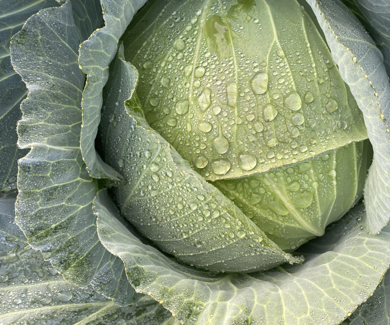 【扁包菜】湖北扁包菜，一手货源，质量保证，全国发货