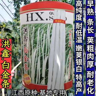洪鑫白金条白皮豇豆种子早熟银白皮长豆角耐低温荚长豇豆种