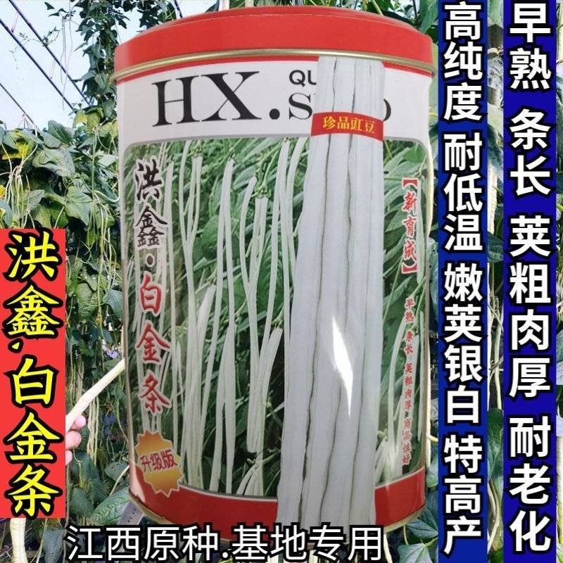 洪鑫白金条白皮豇豆种子早熟银白皮长豆角耐低温荚长豇豆种