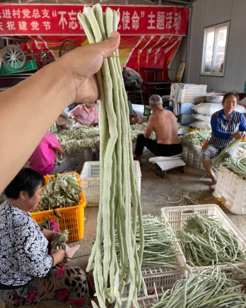 洪鑫白金条白皮豇豆种子早熟银白皮长豆角耐低温荚长豇豆种